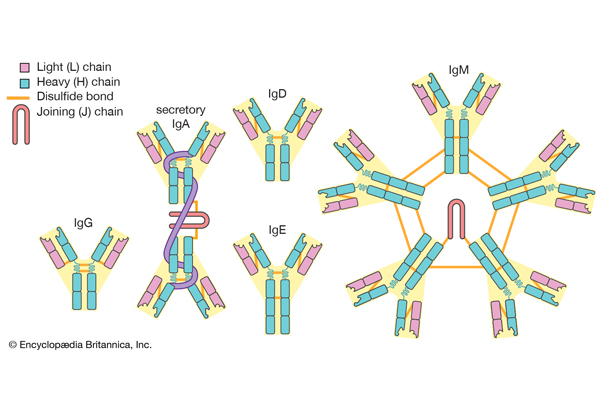 Pourquoi choisir un test d'anticorps 